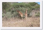 14SerengetiDayGameDrive - 049 * Acacia Tree salad bar.